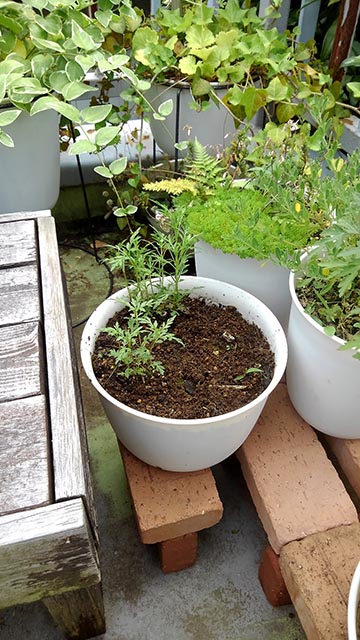 新たな花要員に