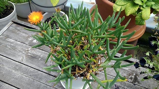 新たな花要員に