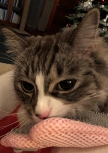 f:id:MofuMama:20191214223434j:plain f:id:MofuMama:20191214223434j:plain
