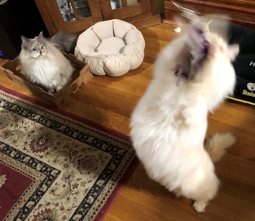f:id:MofuMama:20191215052622j:plain f:id:MofuMama:20191215052622j:plain