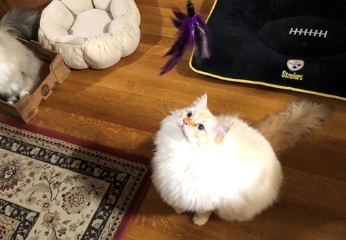 f:id:MofuMama:20191215052633j:plain f:id:MofuMama:20191215052633j:plain