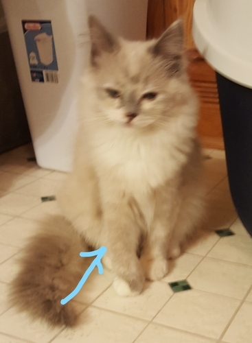 f:id:MofuMama:20191215084734j:plain f:id:MofuMama:20191215084734j:plain