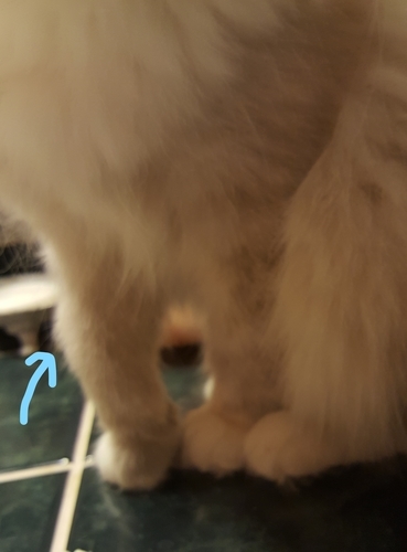 f:id:MofuMama:20191225020156j:plain f:id:MofuMama:20191225020156j:plain