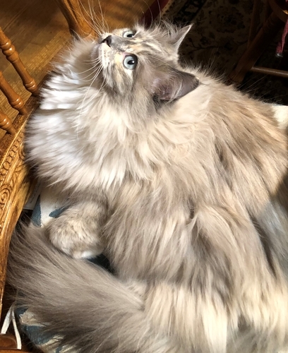 f:id:MofuMama:20191228015046j:plain f:id:MofuMama:20191228015046j:plain