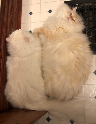 f:id:MofuMama:20191229043302j:plain f:id:MofuMama:20191229043302j:plain