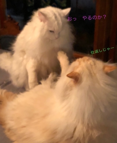 f:id:MofuMama:20191230004354j:plain f:id:MofuMama:20191230004354j:plain