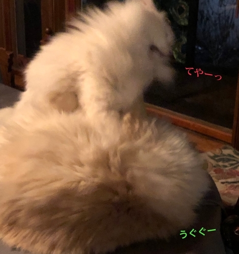 f:id:MofuMama:20191230004434j:plain f:id:MofuMama:20191230004434j:plain
