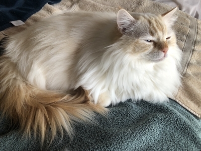 f:id:MofuMama:20200517210315j:plain f:id:MofuMama:20200517210315j:plain