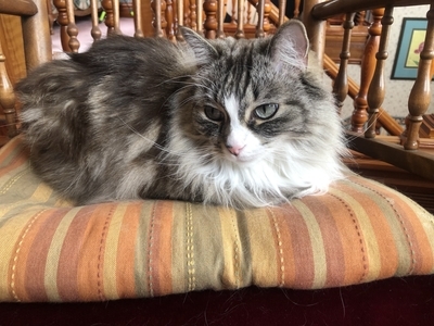 f:id:MofuMama:20210321231254j:plain