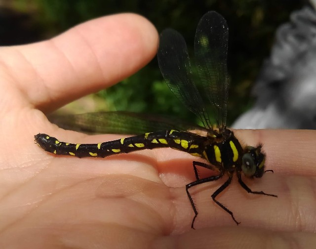 R5 6/25 生きた化石ムカシトンボ。盤渓市民の森。 - MonroeAkira's blog