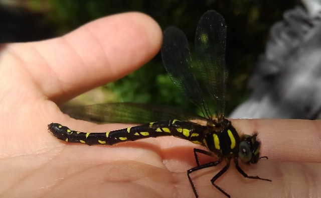 R5 6/25 生きた化石ムカシトンボ。盤渓市民の森。 - MonroeAkira's blog