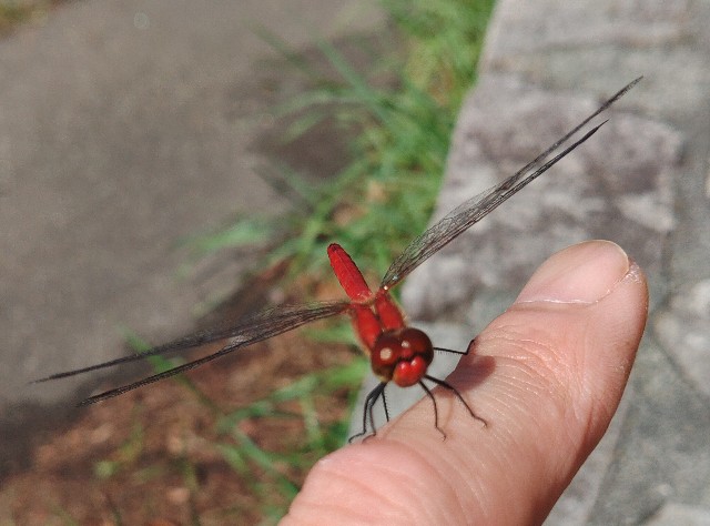 おすすめ秋の蜻蛉スポット。 - MonroeAkira's blog