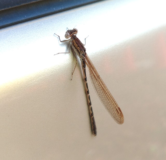 f:id:MonroeAkira:20241103124626j:image