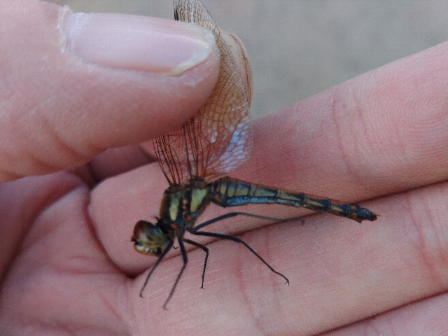 f:id:MonroeAkira:20241103131134j:image