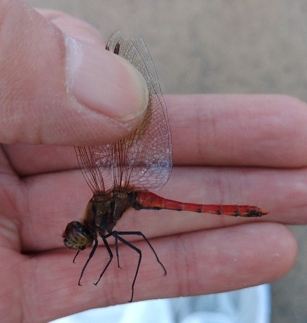 f:id:MonroeAkira:20241103131219j:image