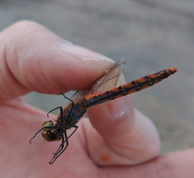 f:id:MonroeAkira:20241103131355j:image