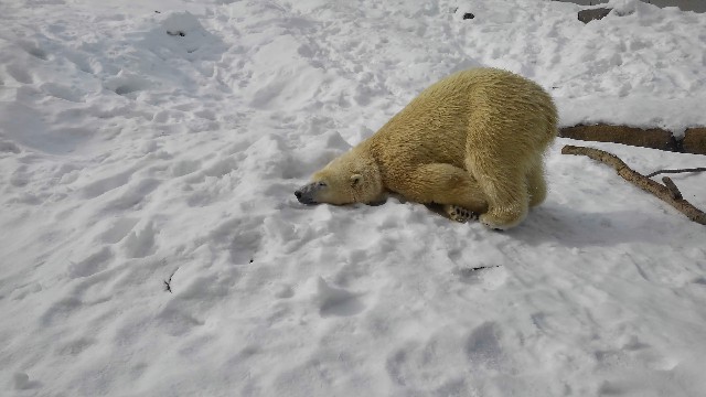 f:id:MonroeAkira:20250315104021j:image