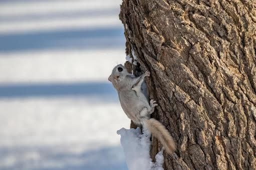 f:id:MonroeAkira:20250315110055j:image