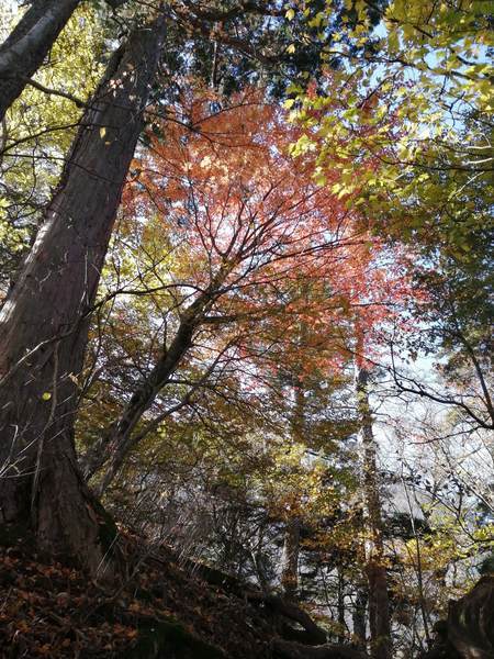 f:id:Montanhanq:20191113215609j:plain