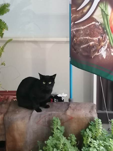 f:id:Montanhanq:20191117004946j:plain