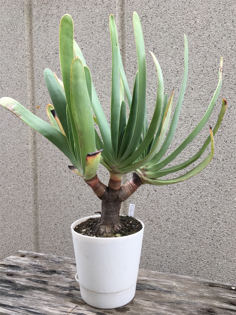 アロエプリカティリス植替え - もらとりあむ