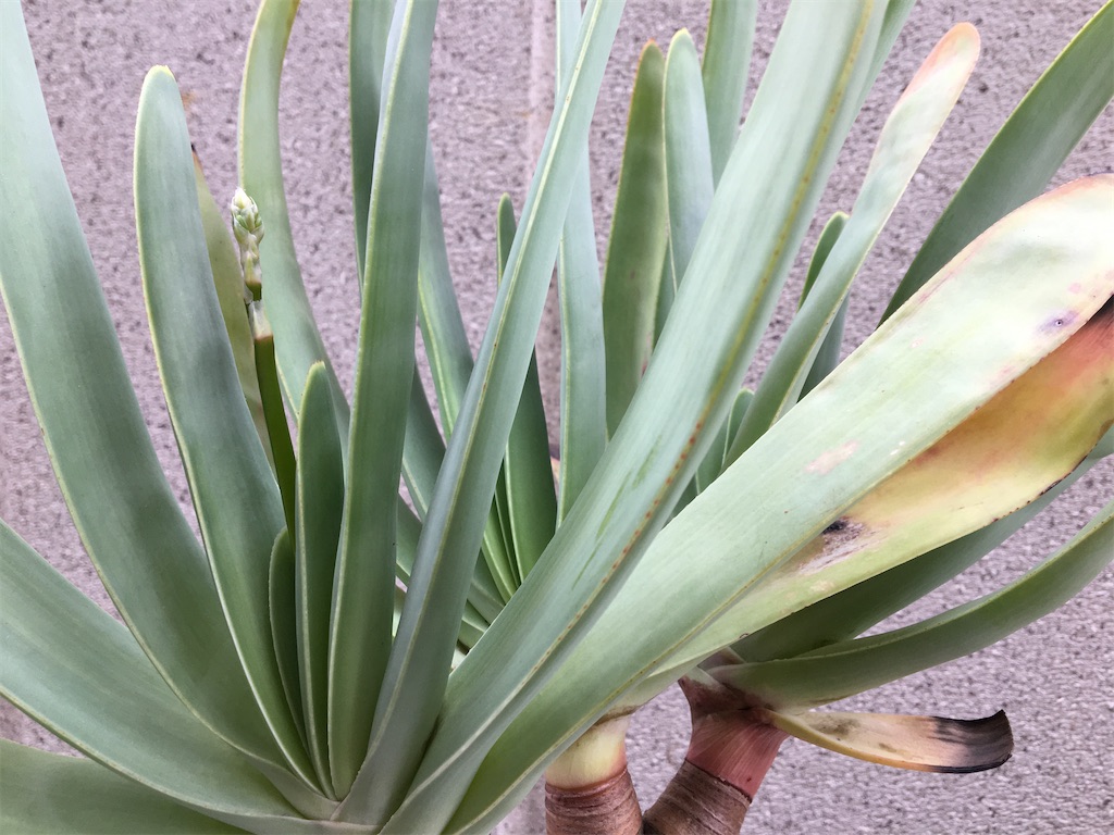 アロエプリカティリス植替え - もらとりあむ