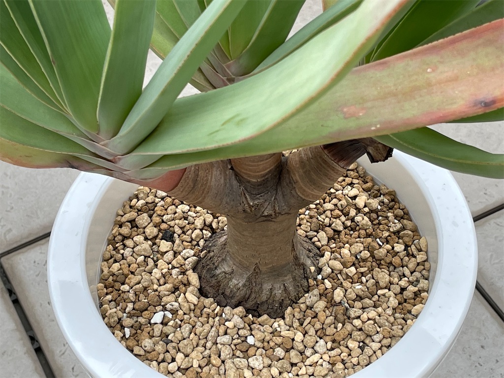 アロエプリカティリス植替え - もらとりあむ