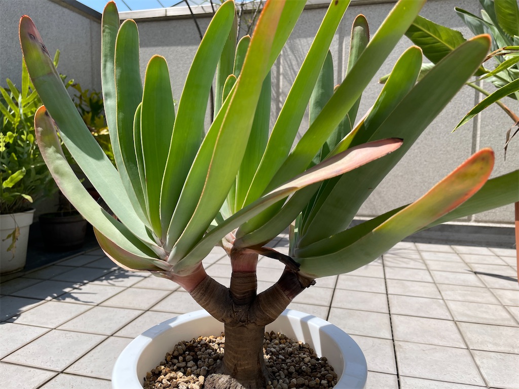 アロエプリカティリス植替え - もらとりあむ