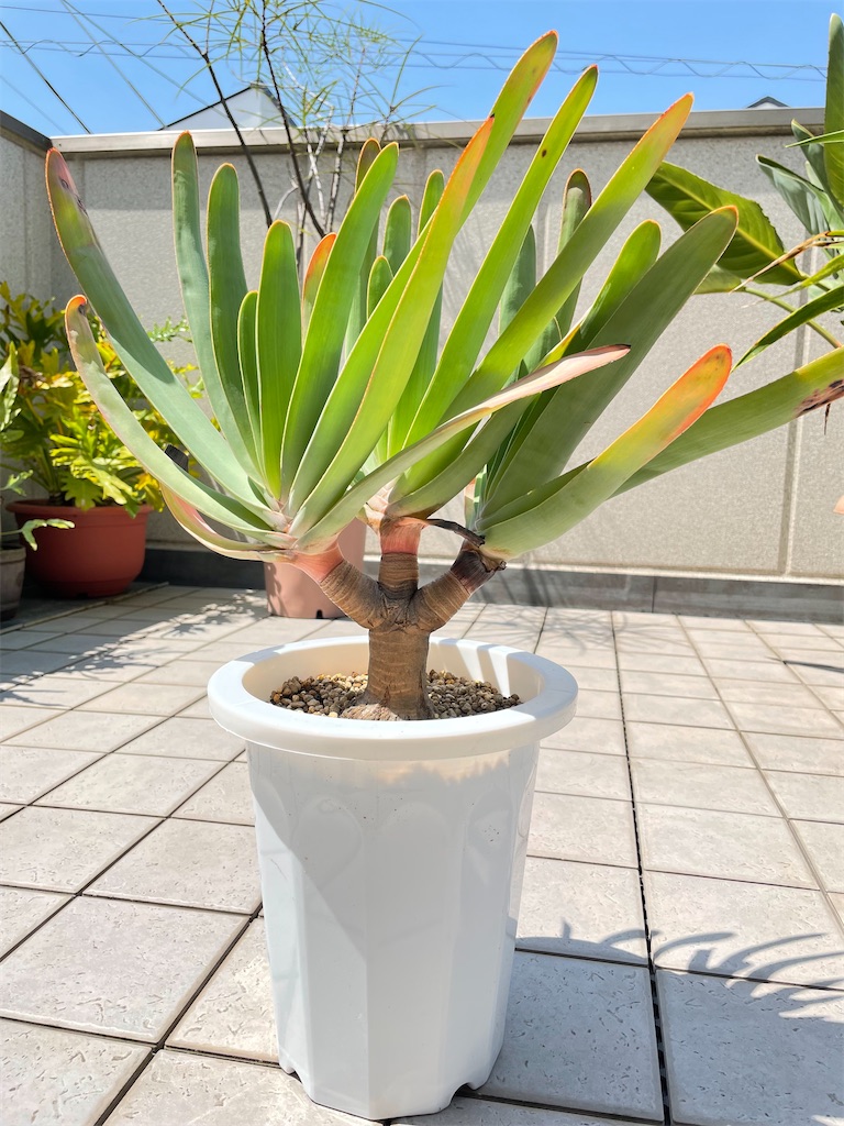 アロエプリカティリス植替え - もらとりあむ