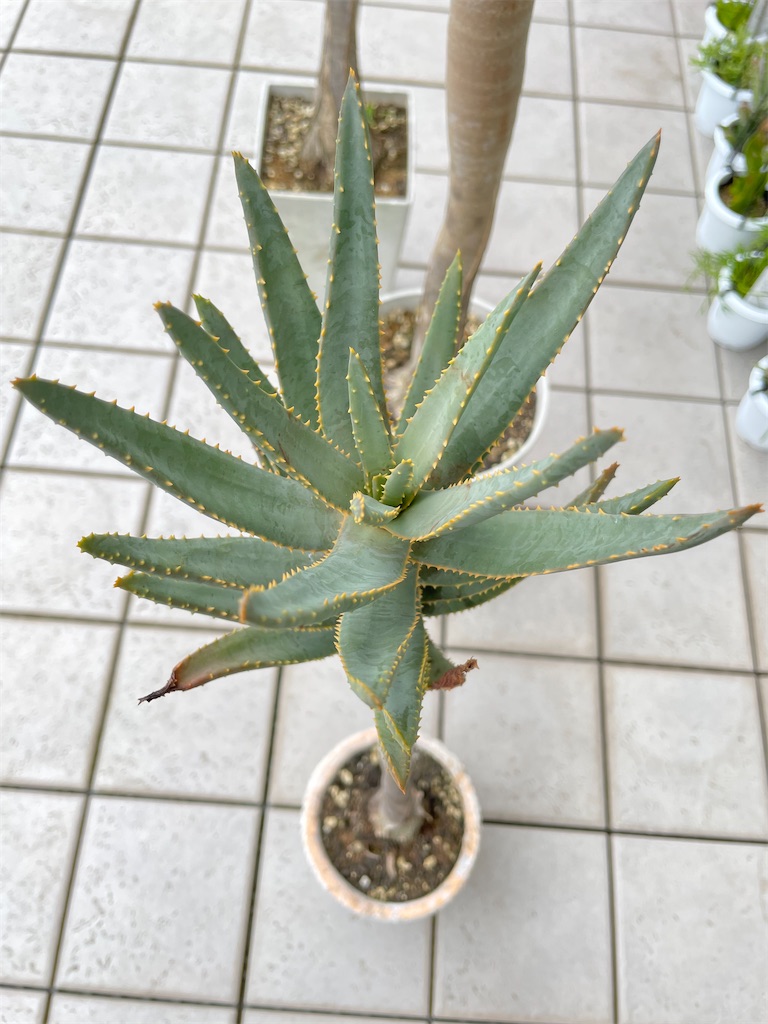 分頭 アロエ ディコトマ アロエ』 【ディコトマ】 : 【My Favorite