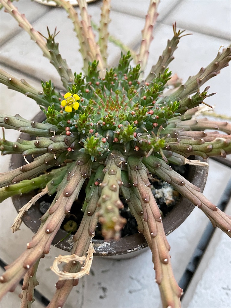 ユーフォルビア エリガベンシス 開花株 1