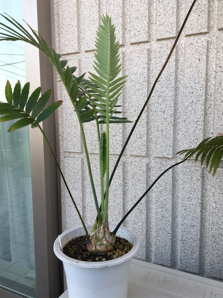 ディオーンスピヌロスムの植替え - もらとりあむ