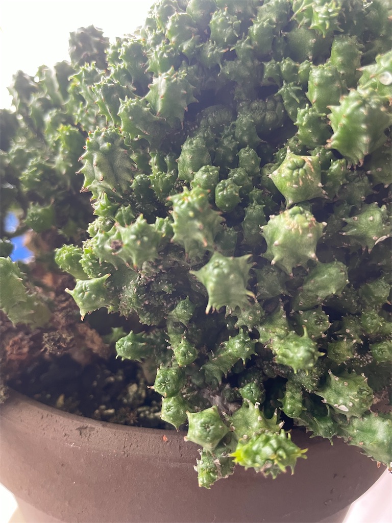 ユーフォルビア綴化ポリゴナの植替え もらとりあむ