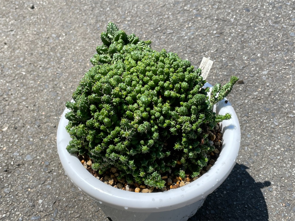 ユーフォルビア綴化ポリゴナの植替え - もらとりあむ