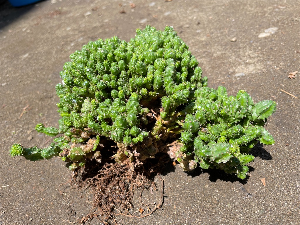 ユーフォルビア綴化ポリゴナの植替え - もらとりあむ