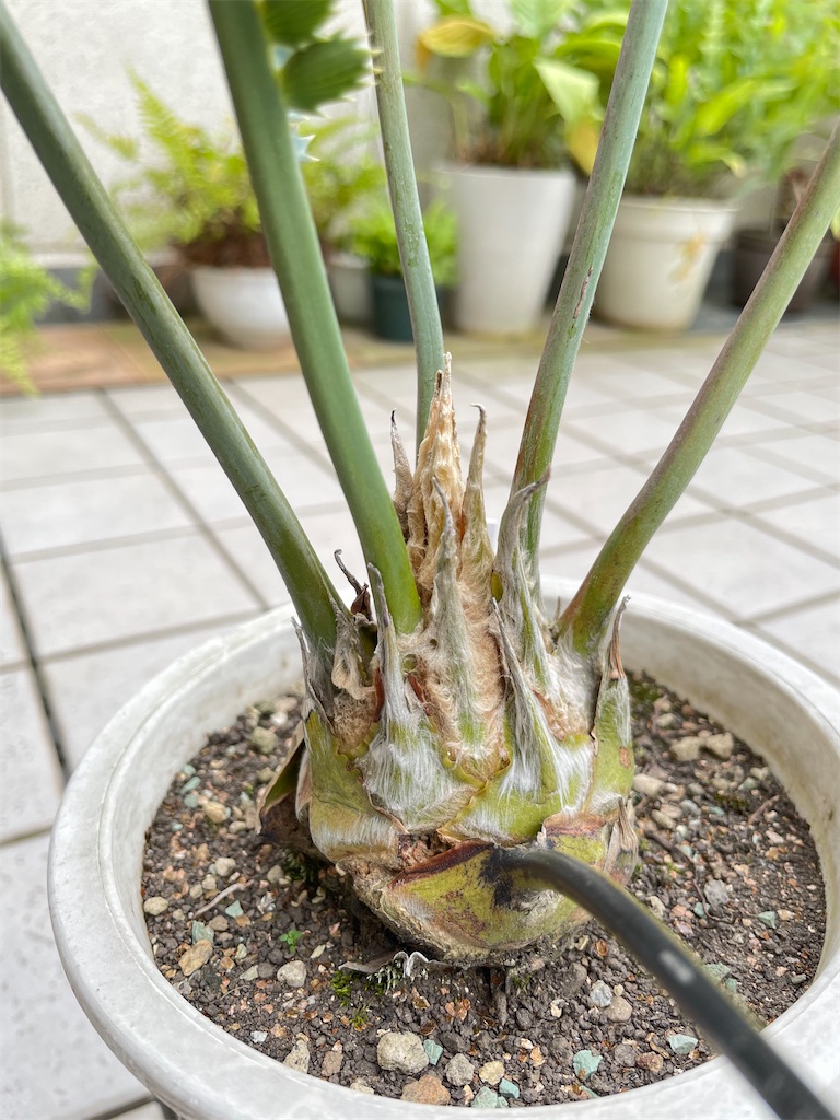 ディオーンスピヌロスムの植替え - もらとりあむ
