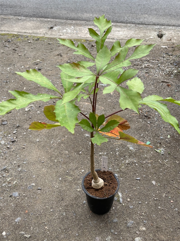 クッソニアスピカータの植替え - もらとりあむ