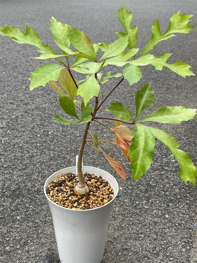 クッソニアスピカータの植替え - もらとりあむ