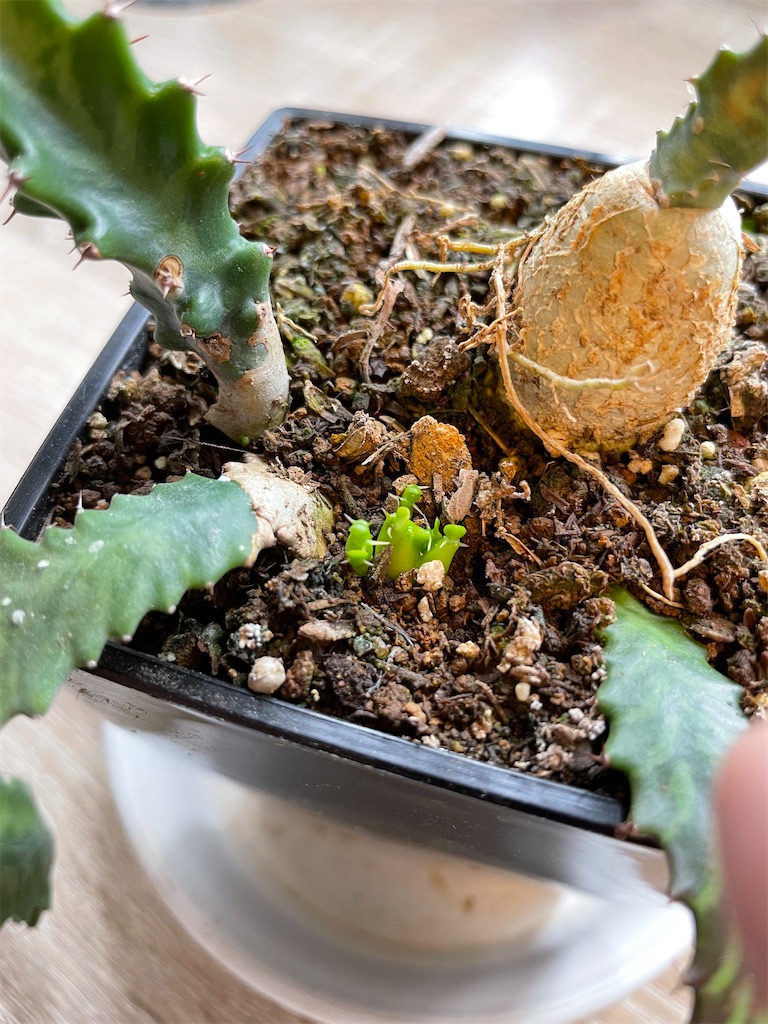 f:id:MoratoriumOnTheWeb:20220511172120j:image