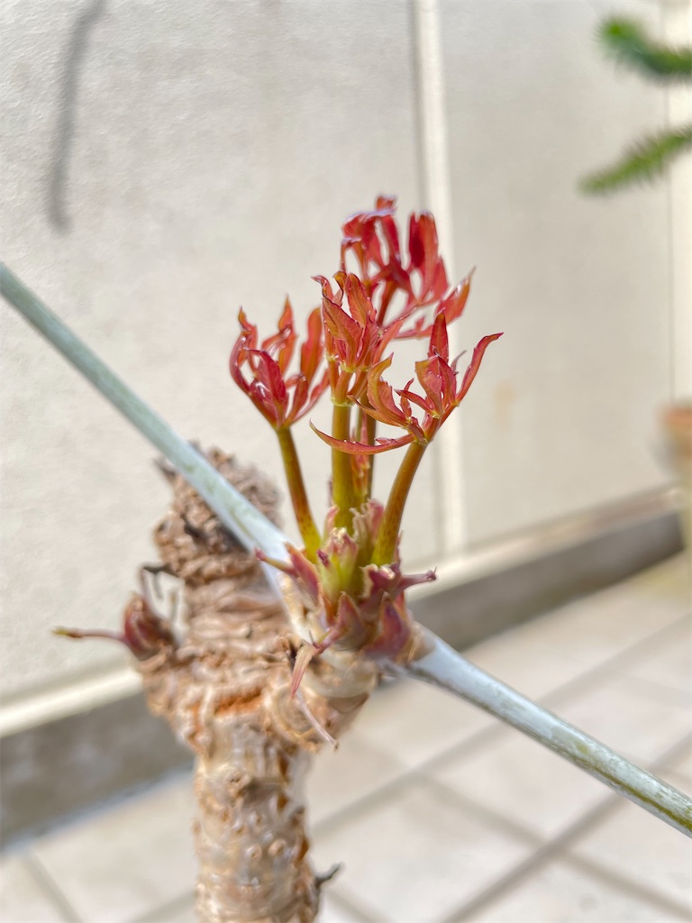 クッソニアスピカータの植替え - もらとりあむ