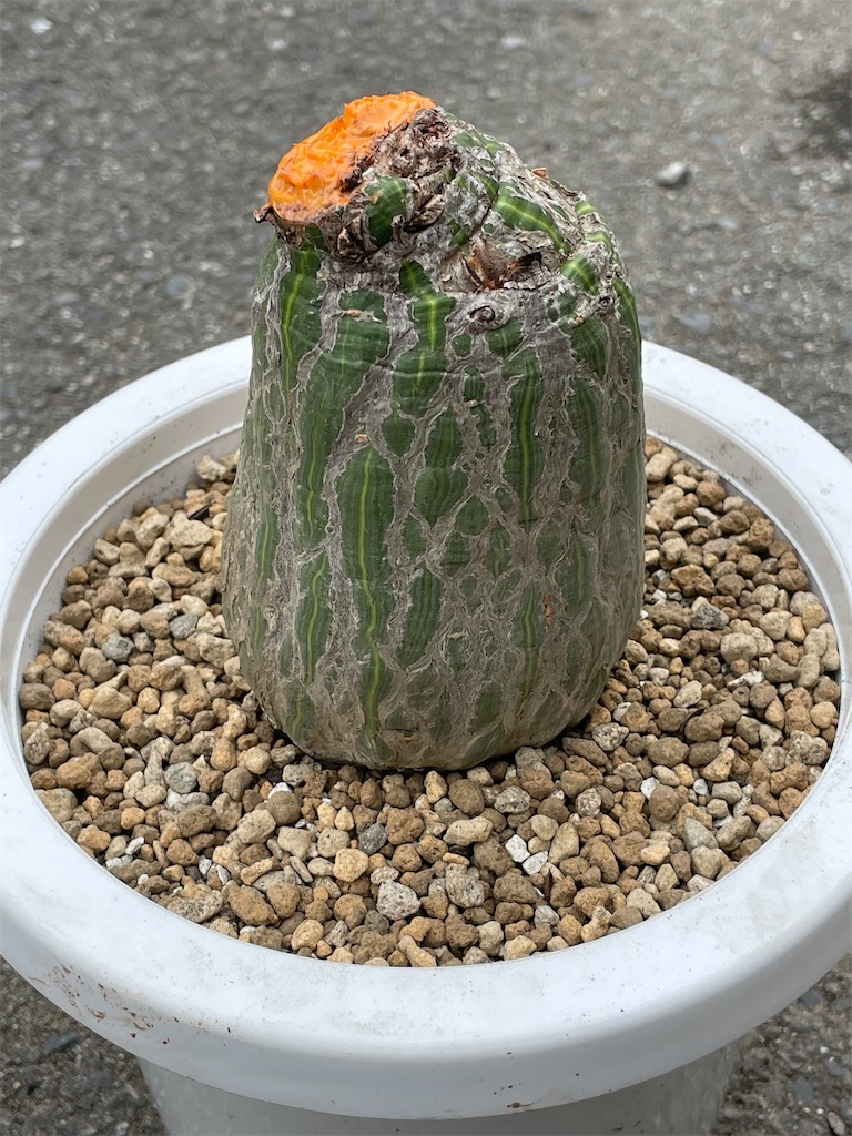 斑入りボンバックス　挿木 ボンバックス」の強剪定＆挿し木を行いました！～塊根を丸くする