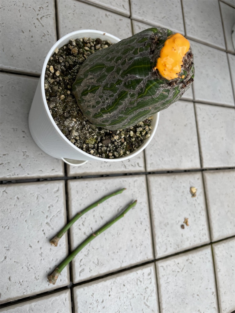 プセウドボンバックス・エリプティクムの挿木観察｜🍀GreenSnap