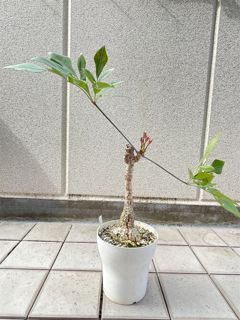 クッソニアスピカータ古株の植替え - もらとりあむ