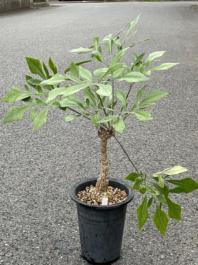 クッソニアスピカータ古株の植替え - もらとりあむ