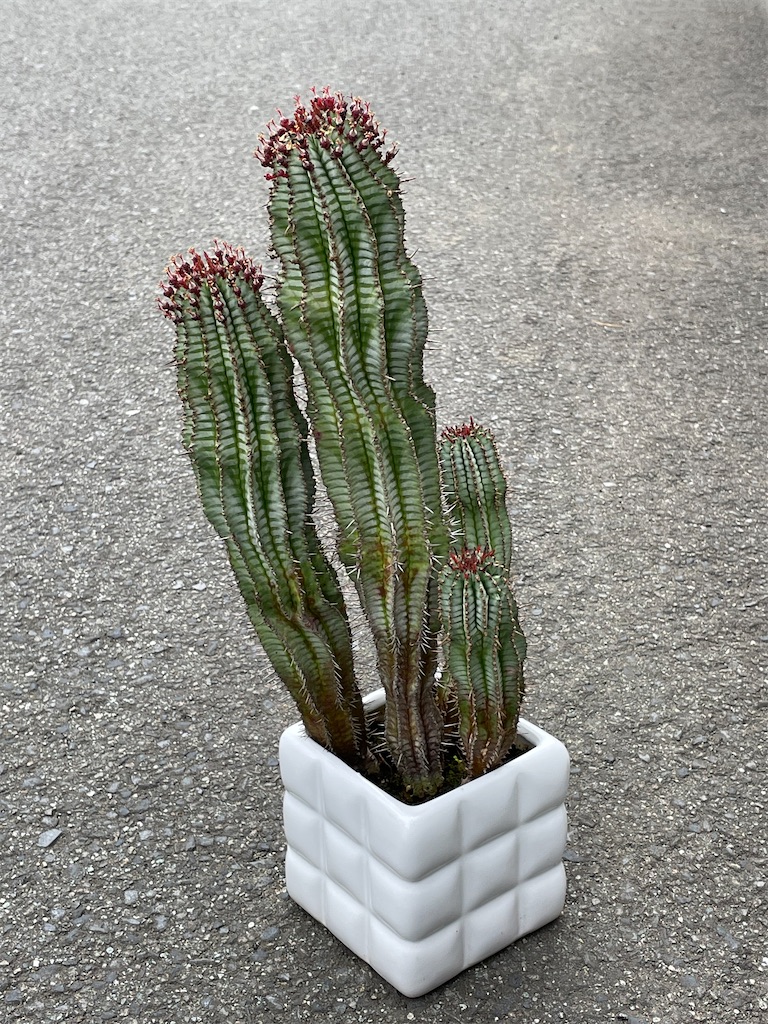 ポリゴナの植替え - もらとりあむ