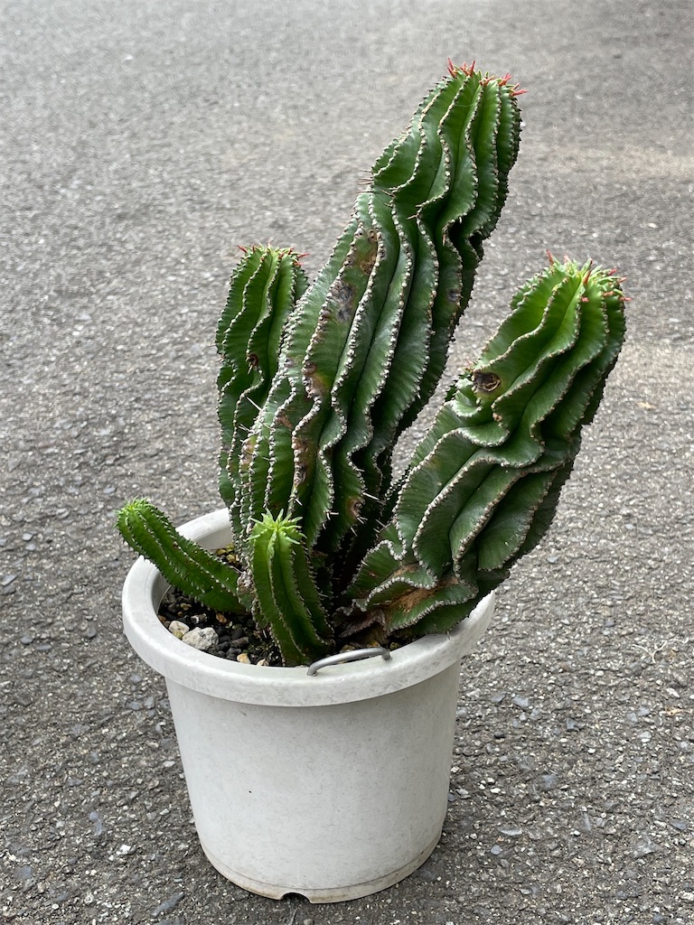 ホリダの植替え - もらとりあむ
