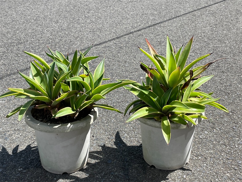 アガベベネズエラ みーこ様 確認 用 現品］7番 アガベ ベネズエラ 錦 斑入り 観葉植物 大型