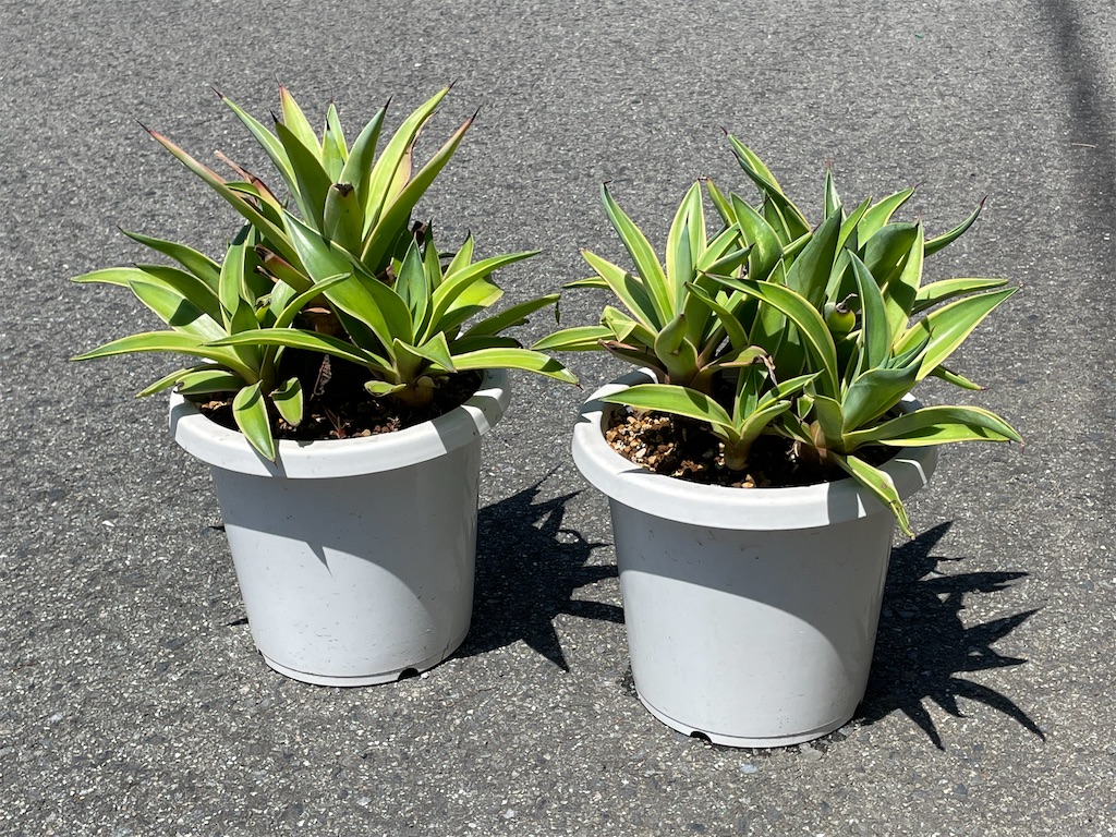 アガベベネズエラ錦の植替え - もらとりあむ