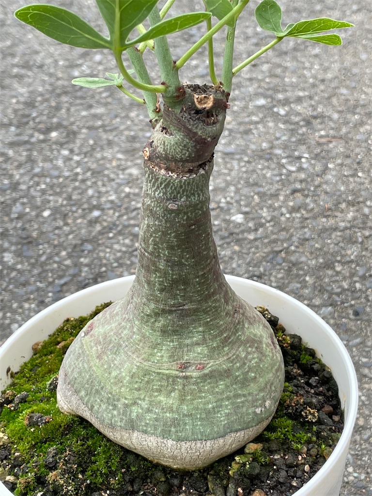 アデニアグラウカxスピノーサ交配種の植替え - もらとりあむ