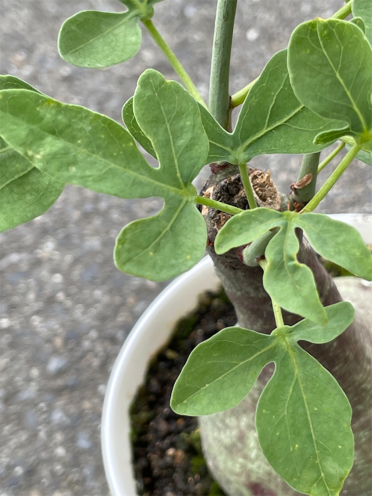 アデニアグラウカxスピノーサ交配種の植替え - もらとりあむ